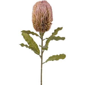Umělá Rostlina Banksie, V: 65cm