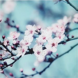 Obraz skleněný Closeup Blossom