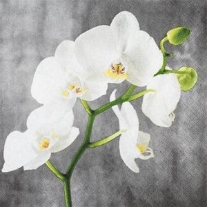 Ubrousek White Orchid