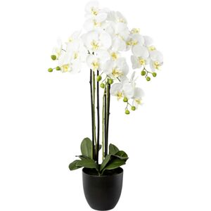 Umělá Rostlina Phalnopsis, V: 68cm